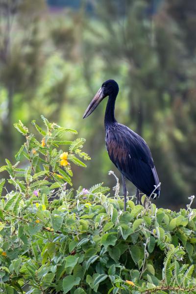 African Openbill Stork Perched on Lush Green Vines Bugungu, Uganda