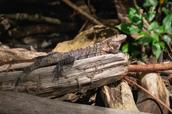Black spiny-tailed iguana sunning on a log in Costa Rican forest Quepos, Costa Rica
