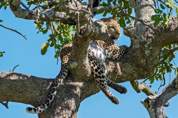 Leopard resting in a savanna tree Tanzania