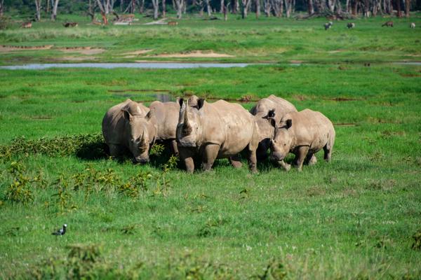 Herd of Rhinos on a Green Kenyan Plain Barut ward, Kenya
