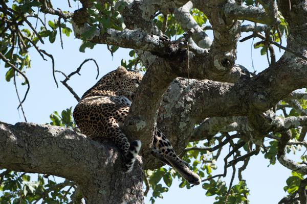 Leopard resting in a tree in northern Tanzania Tanzania