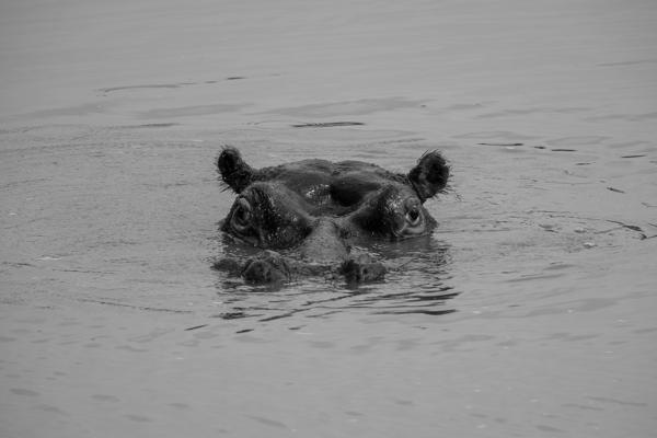 Submerged Hippopotamus in Pilanesberg Lake (Monochrome) Moses Kotane Local, South Africa