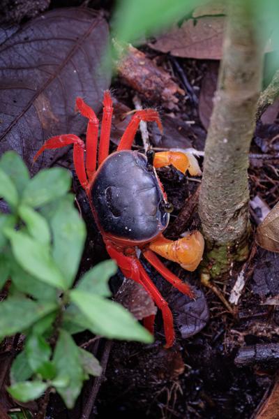 Bright red land crab on tropical forest floor Quepos, Costa Rica