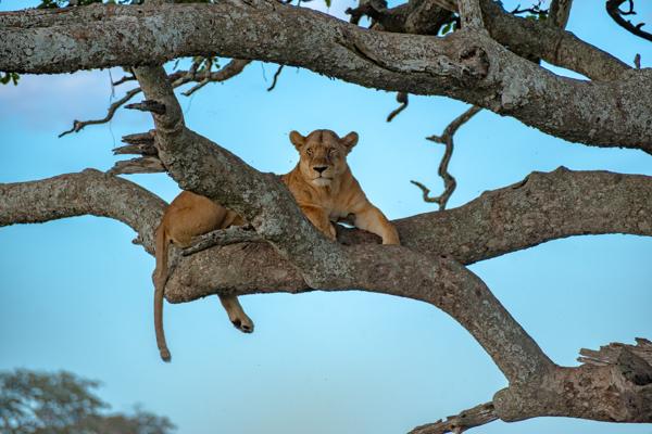 Lioness resting on a tree branch in the Serengeti Seronera, Tanzania