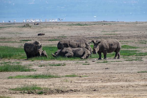 Rhino Herd by Lake Nakuru Barut ward, Kenya