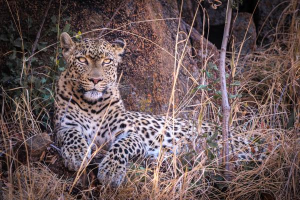 Resting leopard in Pilanesberg savanna Moses Kotane Local, South Africa