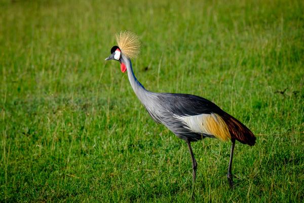 Grey Crowned Crane standing in green grassland Siana ward, Kenya