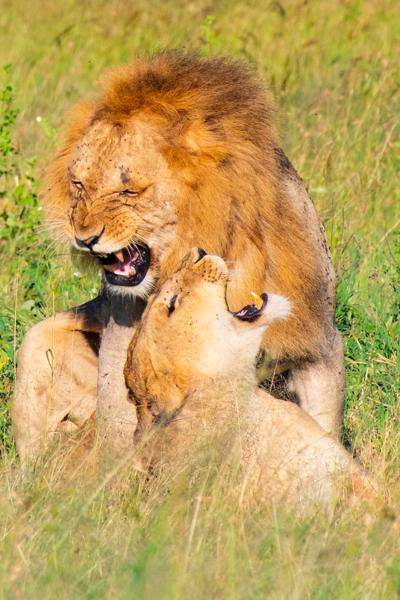 Mating Lions in the Serengeti Seronera, Tanzania