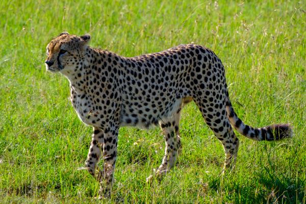 Cheetah walking through green savanna Siana ward, Kenya
