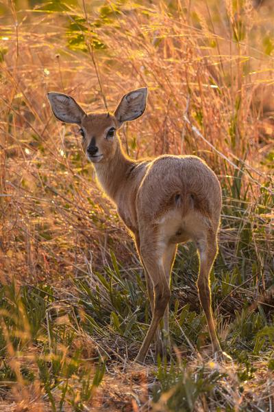 Young steenbok in golden grass Moses Kotane Local, South Africa