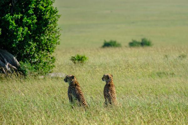 Two Cheetahs in the Maasai Mara Grassland Siana ward, Kenya