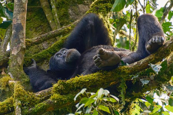 Resting chimpanzee in mossy canopy Kayanga, Uganda