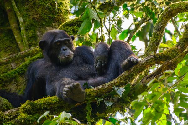 Resting Chimpanzee in Mossy Canopy Kayanga, Uganda