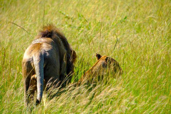 Lions Walking Through Tall Savanna Grass Siana ward, Kenya