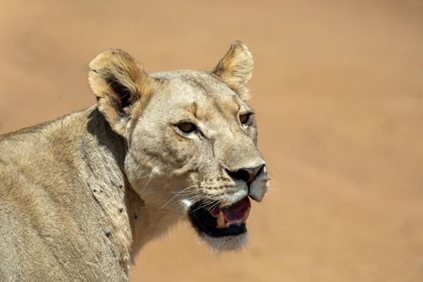 Close-up Portrait of a Lioness in Pilanesberg Moses Kotane Local, South Africa