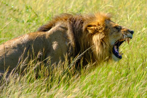 Roaring Male Lion in Tall Grass, Maasai Mara Siana ward, Kenya