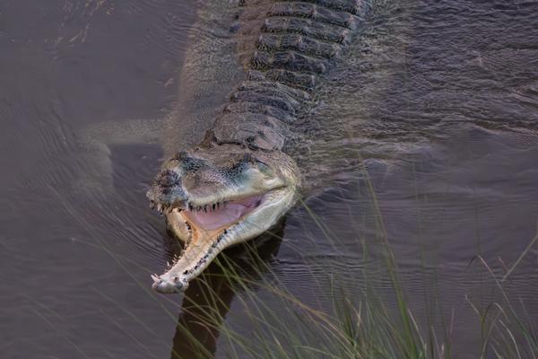 Gharial with Mouth Open in River Kasara, Nepal