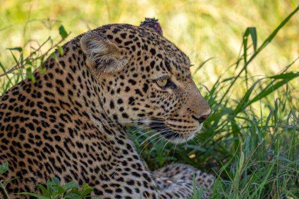Profile of a resting leopard in tall grass Siana ward, Kenya