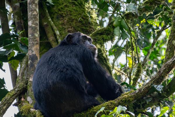 Chimpanzee Resting in Mossy Canopy, Uganda Kayanga, Uganda