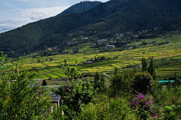 Terraced Rice Fields in the Punakha Valley, Bhutan Oomtekha, Bhutan