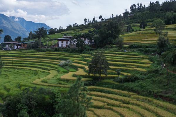 Terraced Rice Fields and Farmhouses in Eastern Bhutan Guma Wolakha, Bhutan