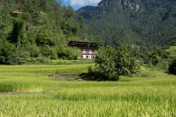 Bhutanese Farmhouse Above Rice Paddies Near Punakha Valley Yebisa, Bhutan