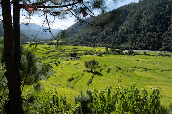 Terraced Rice Fields in a Bhutanese Valley (Punakha/Wangdue Area) Yebisa, Bhutan