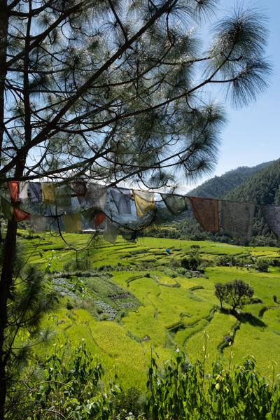 Prayer Flags Over Rice Terraces in a Bhutanese Valley Yebisa, Bhutan