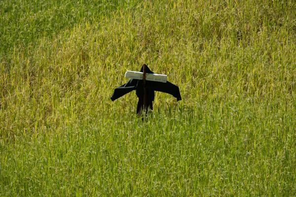 Scarecrow in a Rice Field, Punakha Valley (Bhutan) Yebisa, Bhutan