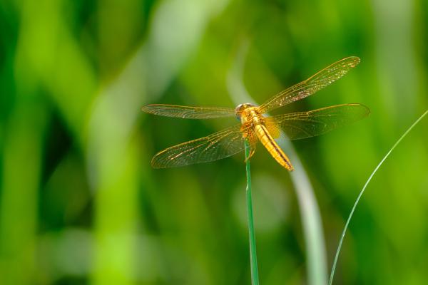 Golden Dragonfly Perched in Lush Greenery Bharatpur, Nepal