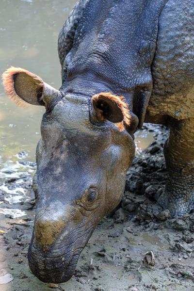 Close-Up of a Hippo by the Muddy Riverbank Bharatpur, Nepal