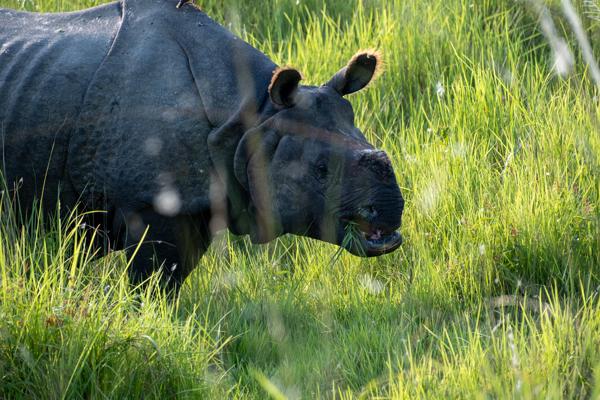 Grazing Indian Rhinoceros in Nepali Grassland Bharatpur, Nepal