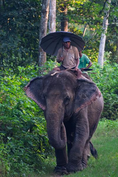 Elephant Ride Through a Lush Forest Bharatpur, Nepal