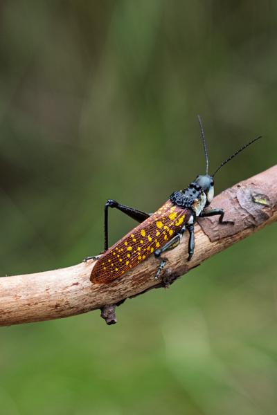 Colorful Net-Winged Beetle on a Branch Budhanilkantha, Nepal