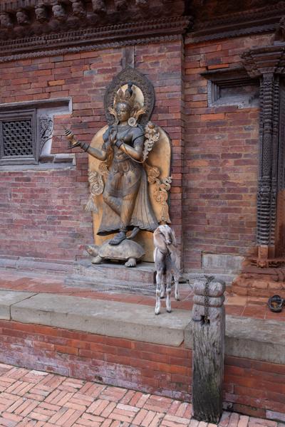 Bronze Goddess Statue beside a Nepali Brick Temple with a Tethered Goat Lalitpur, Nepal