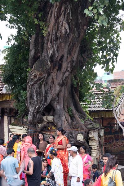 Ancient Sacred Tree and Community Gathering in Kathmandu Kathmandu Metropolitan, Nepal