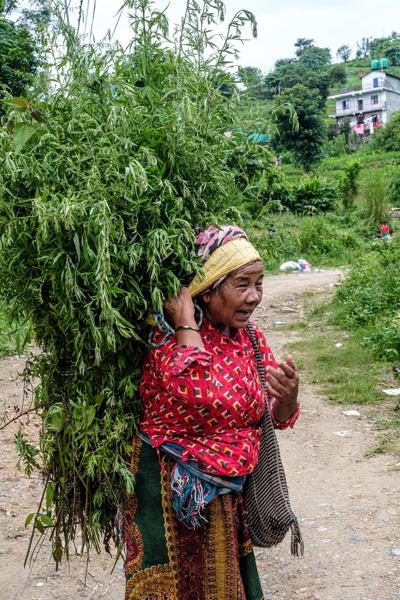 Rural Nepalese Woman Carrying a Green Foliage Bundle Bandipur, Nepal
