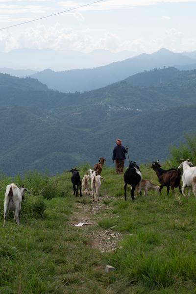 Goat Herd on Mountain Trail with Shepherd, Nepal Bandipur, Nepal