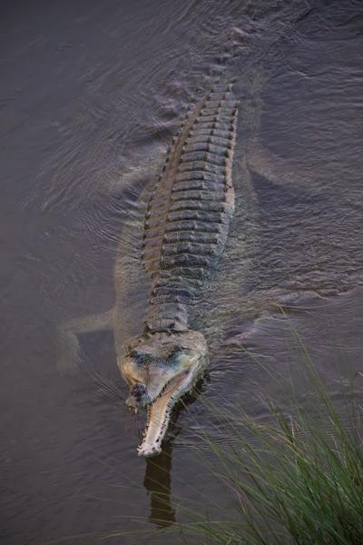 Aerial View of Crocodile in Muddy River Kasara, Nepal