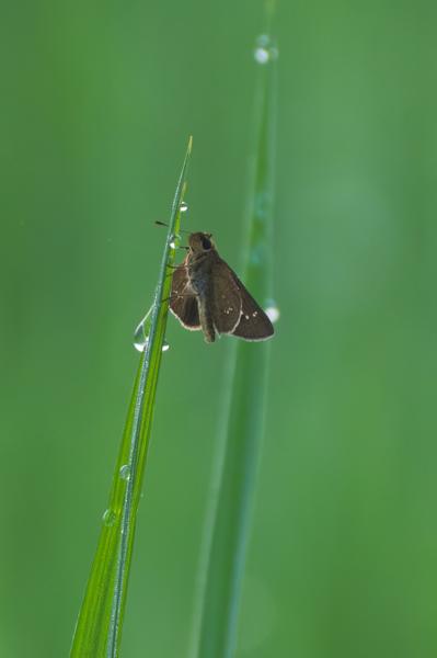 Macro close-up of a brown skipper moth on a dewy blade of grass Bharatpur, Nepal