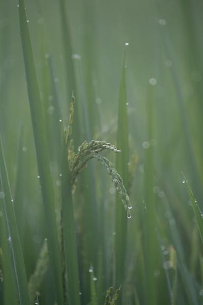Close-up of Rice Plants with Morning Dew Bharatpur, Nepal