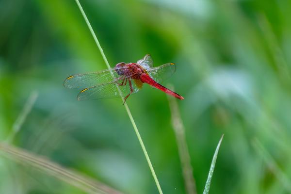 Red dragonfly perched on a grass blade Bharatpur, Nepal