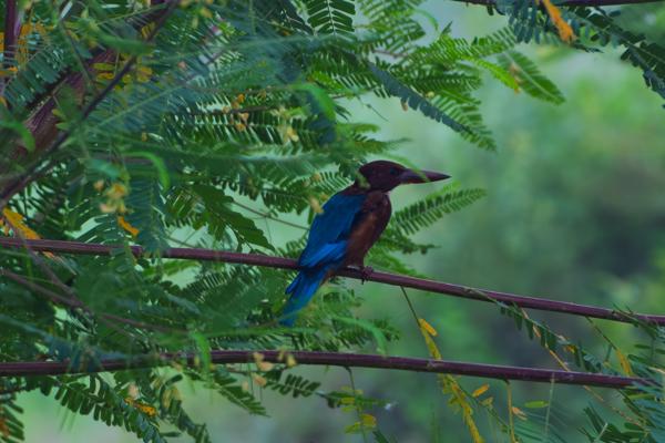 Kingfisher Perched Among Green Foliage Bharatpur, Nepal