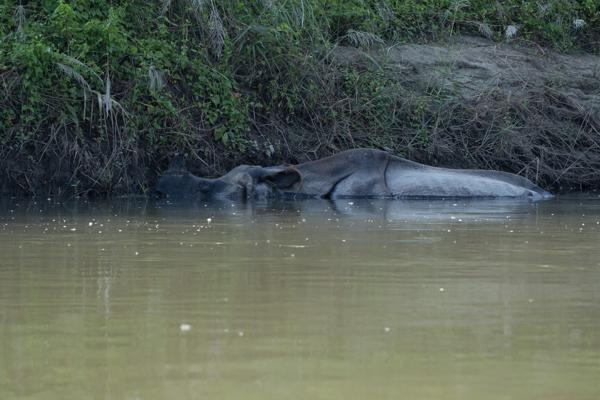 resting elephant by a riverbank in Nepal Bharatpur, Nepal
