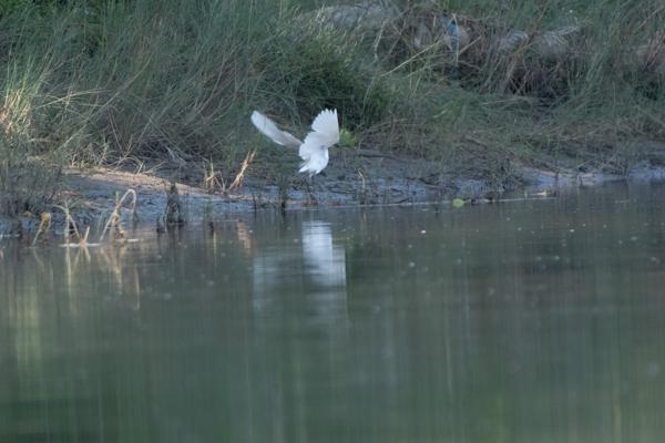 White Egret in Flight Over Riverbank Bharatpur, Nepal