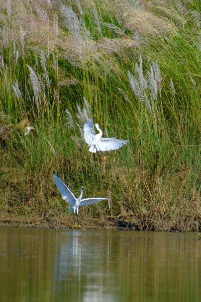 Two Great Egrets in a Reedy Marsh By Calm Water Bharatpur, Nepal