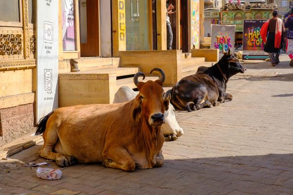 Street Cows Resting in a Market Lane, Jaisalmer (Rajasthan, India) Jaisalmer, India