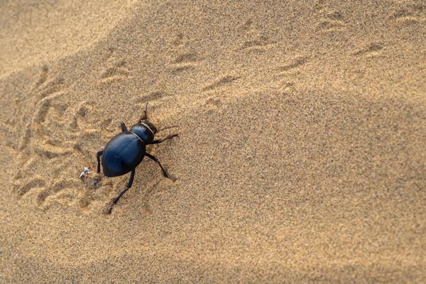 Darkling Beetle on Desert Sand, Thar Desert (Jaisalmer, India) Jaisalmer, India