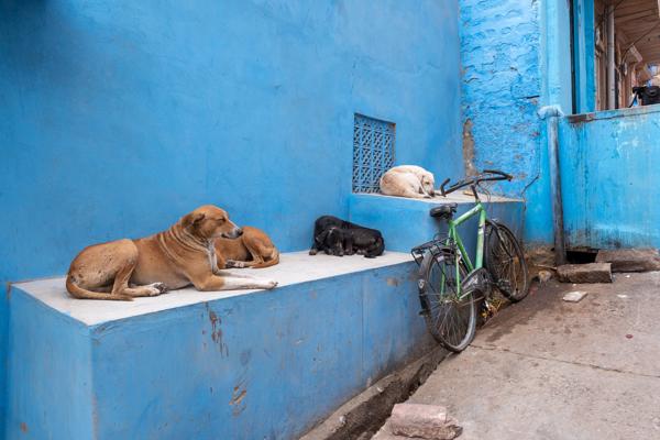 Stray Dogs Resting on a Blue Ledge in Jodhpur Jodhpur, India