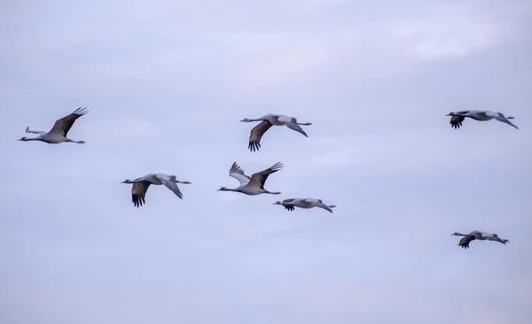 Common cranes in flight over Jodhpur, Rajasthan Gura Vishnoiyan, India